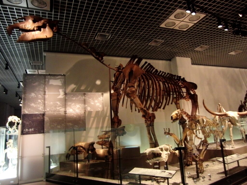 Dinosaur skeletons are displayed in a well-lit museum exhibit, showcasing large, intricate fossil structures against a modern, grid-patterned ceiling.