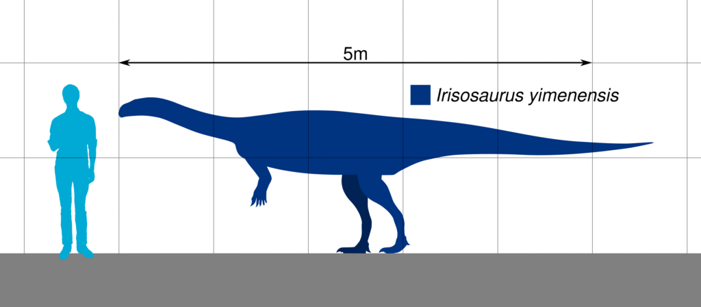 Silhouette comparison of an Iriosaurus yimenensis dinosaur, about 5 meters long, and a human figure. The dinosaur's size dwarfs the person.