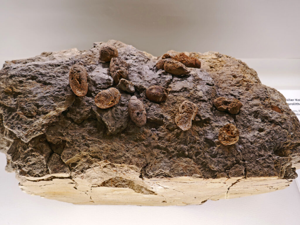 A large, rough rock with several small, brown, oval-shaped fossils embedded on its surface, set against a plain, neutral background.