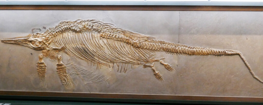 Fossil of a long, slender ichthyosaur embedded in a rock wall, showcasing its distinct skeletal structure, including flippers and vertebrae.