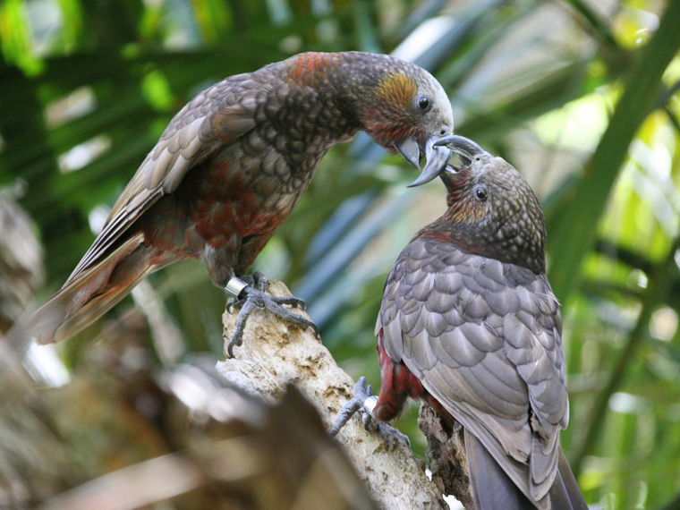 North Island Kākā, at Auckland Zoo, New Zealand