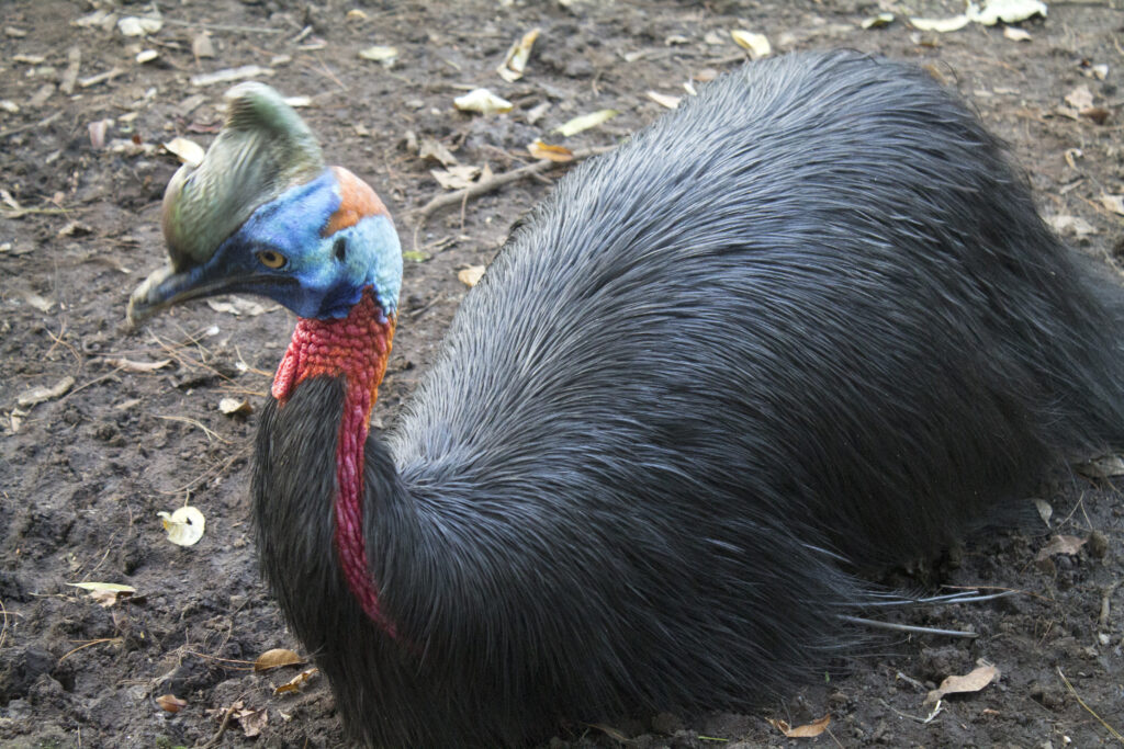 Cassowary resting on dirt ground, featuring glossy black feathers, a vivid blue head, and a striking red neck. The bird appears calm and alert.
