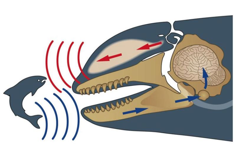 Killer whale echolocation