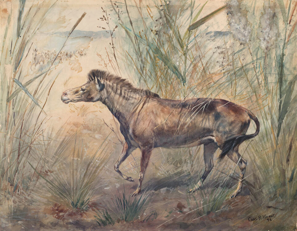 Knight Orohippus