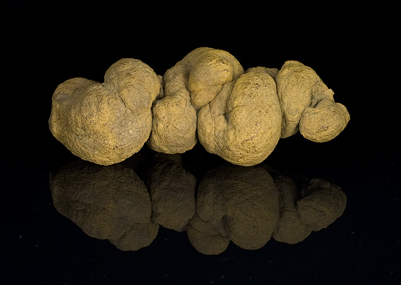 A twisted, textured, brown coprolite (fossilized dung) against a black background, its reflection below creating a symmetrical effect.