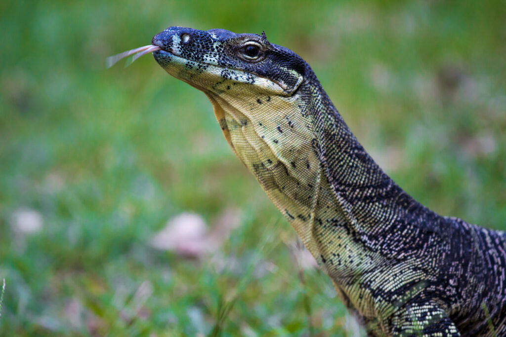 Close-up of a monitor lizard with its forked tongue extended, showcasing detailed scales. The background is a blurred, grassy green, conveying a natural setting.