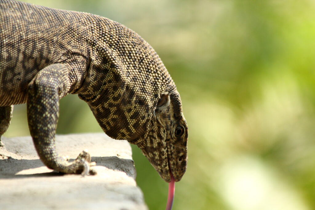 A close-up of a lizard with patterned skin leaning over a ledge, its tongue extended. The background is green and blurred, conveying a natural setting.