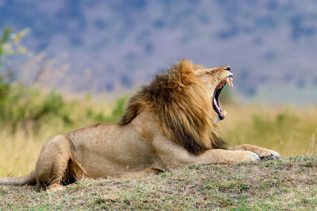 Lion lying on grass with a lush mane, yawning wide to reveal sharp teeth. The background is blurred, giving a sense of the savanna's vastness.