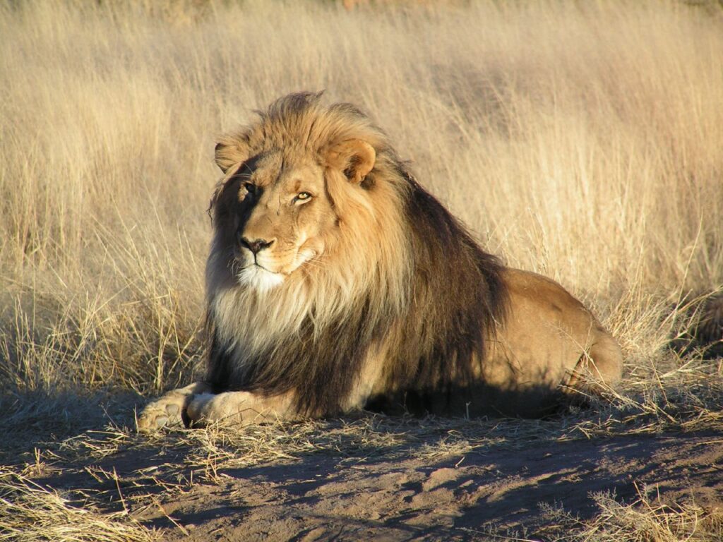 A majestic lion with a thick mane rests on dry grass in a sunlit savanna. The scene conveys a sense of power and tranquility in a natural setting.