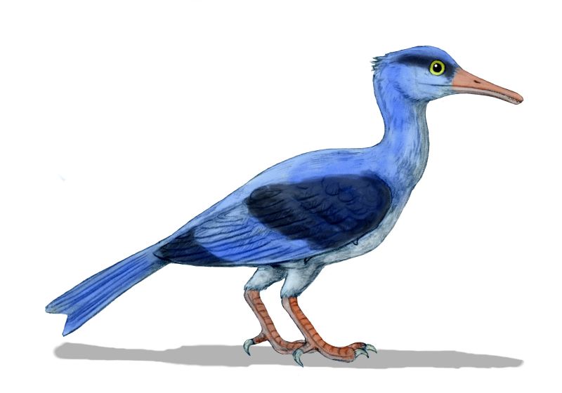 Longipteryx chaoyangensis, an enanthiornithine bird from the Early Cretaceous of China