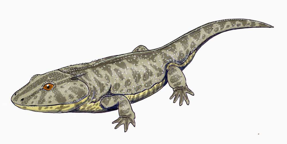 Illustration of a prehistoric amphibian with a gray, speckled body, orange eyes, and webbed limbs, set against a plain white background.