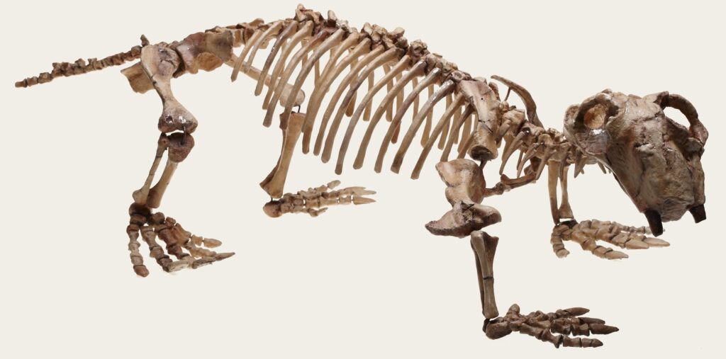 A prehistoric mammal skeleton, resembling a large rodent, is displayed against a white background. Its elongated ribs and distinct skull are prominent.