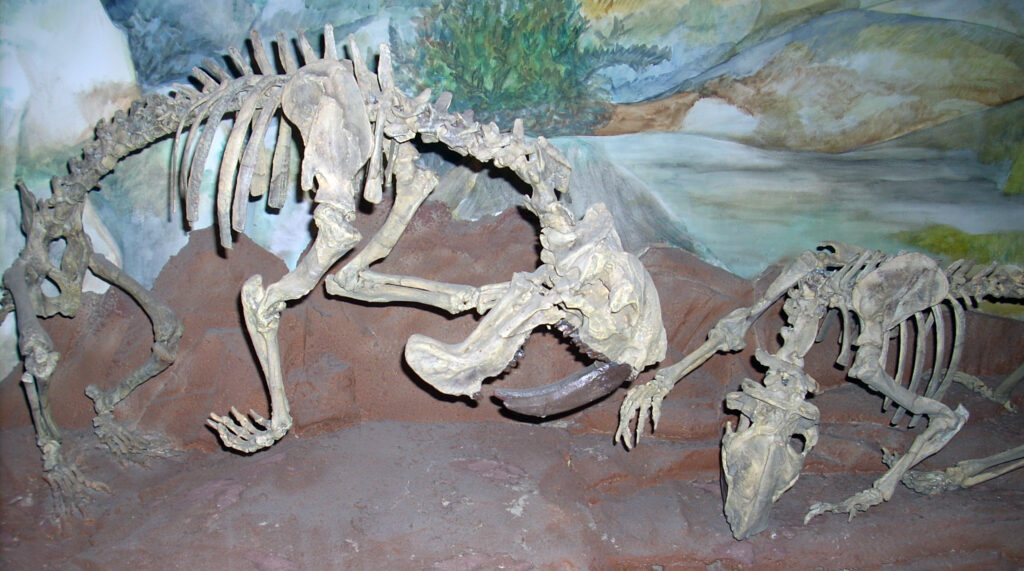 Thylacosmilus skeletons displayed on a rocky surface against a painted backdrop of vegetation and hills, evoking a prehistoric scene.