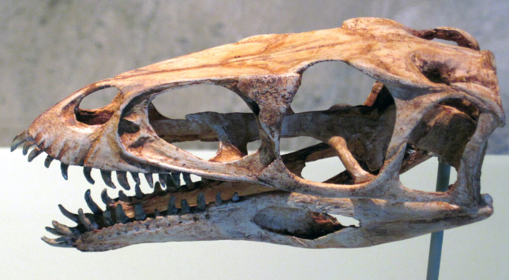 Close-up of a dinosaur skull fossil, showcasing detailed bone structure and sharp teeth. The background is a soft neutral tone, highlighting the fossil's texture.