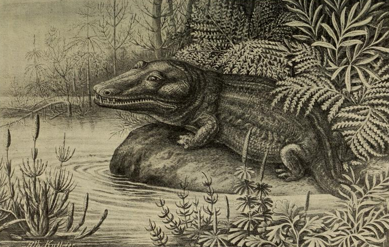 A detailed black and white illustration of a crocodile resting on a rock by a riverbank, surrounded by lush ferns and plants, conveying a serene, natural setting.