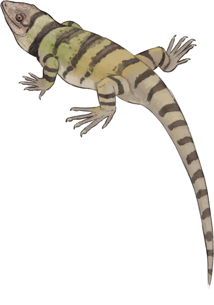 Illustration of a lizard with light green and beige body, black stripes, and long tail. Its eyes are prominent, legs splayed, giving a curious appearance.