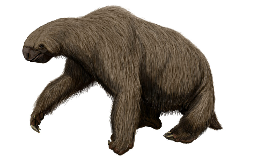 Illustration of a Megalonyx, a giant prehistoric ground sloth, with shaggy brown fur and prominent claws, walking leisurely.