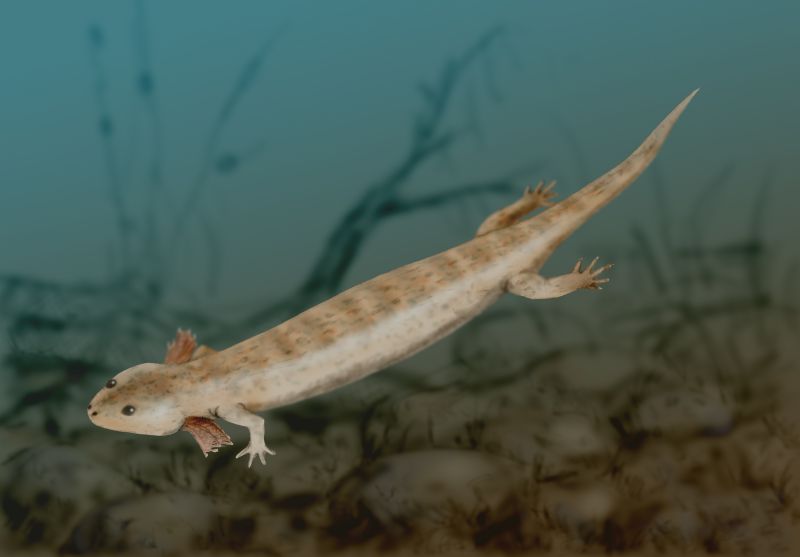 A spotted salamander swims gracefully in a murky underwater environment. Its gills are visible, suggesting a juvenile stage. The mood is tranquil and natural.