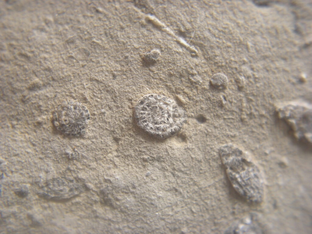 Close-up of a beige fossilized surface with circular imprints and textured patterns. The stone texture appears rough and aged, evoking a sense of history.