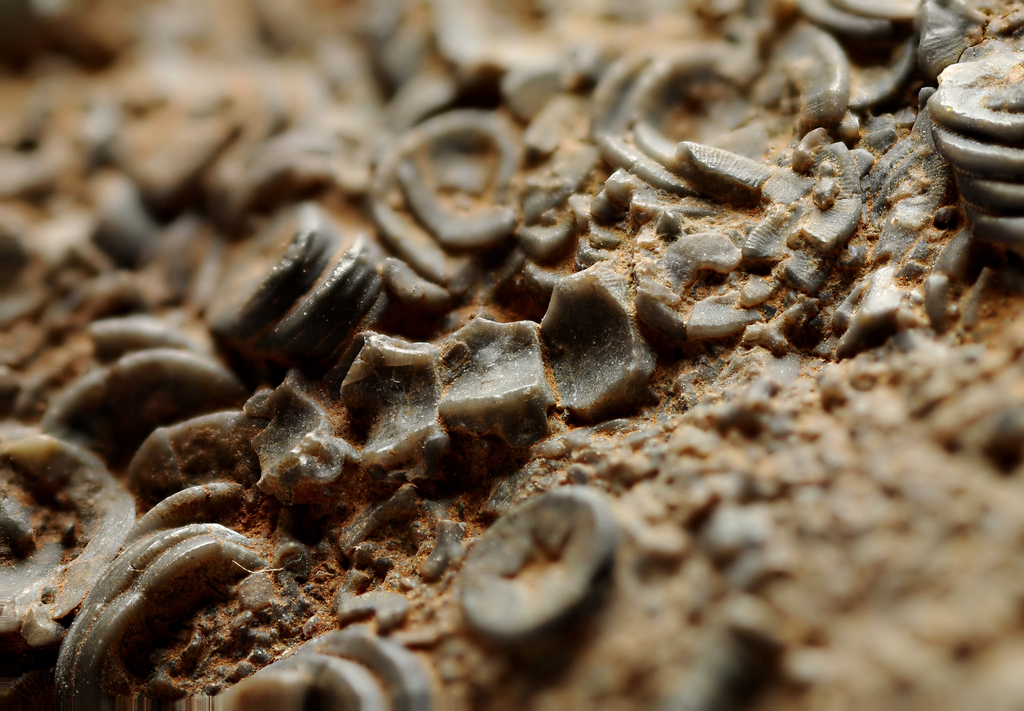 Close-up of fossilized seashell imprints embedded in brown rock. The textured surface features spiral and curved shapes, conveying a sense of ancient history.