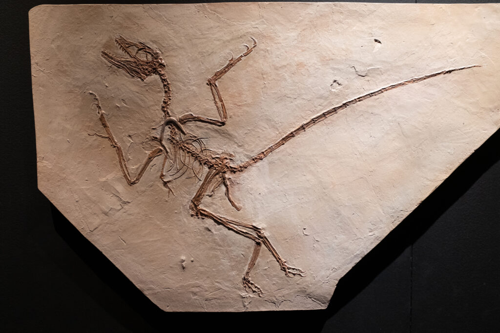 Fossil of a small dinosaur embedded in a stone slab, displaying a long curved tail and sharp claws, set against a dark background.