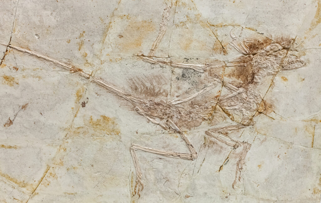 Fossil of a feathered dinosaur embedded in pale stone, showing fine details of bones and feathers. The image carries an ancient, intriguing tone.
