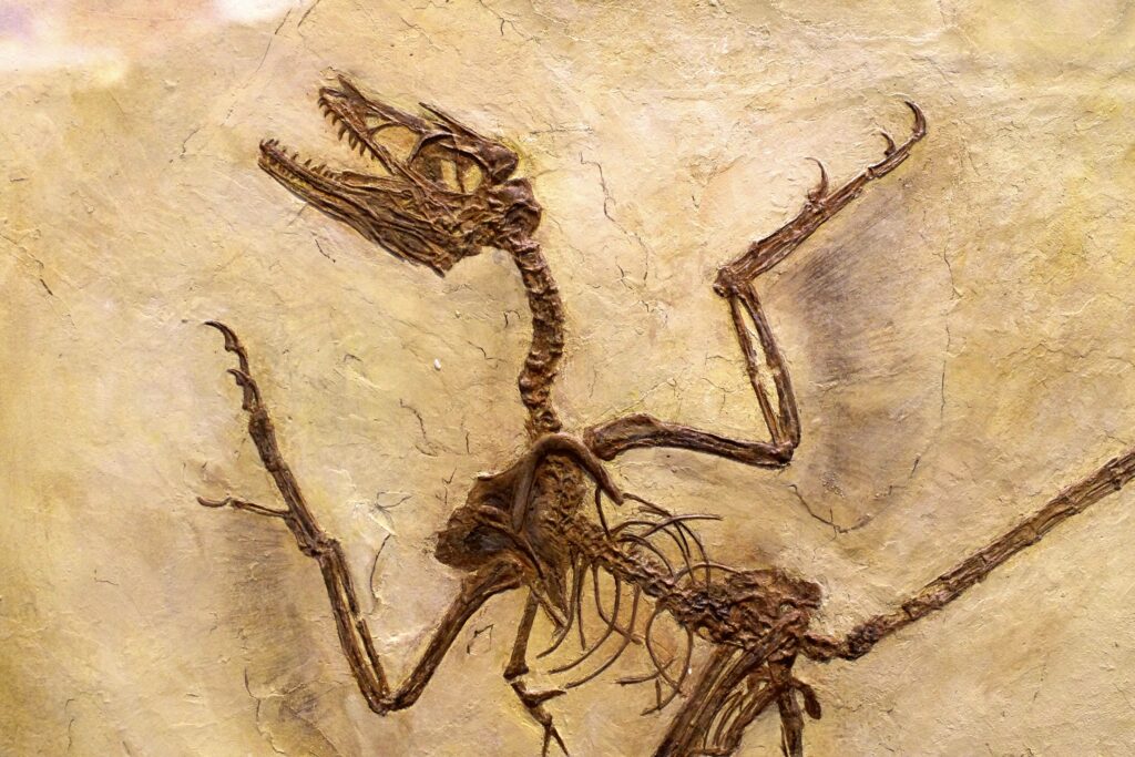 Fossil of a prehistoric creature embedded in beige stone; features include a long neck, sharp teeth, and clawed limbs, conveying a sense of ancient mystery.