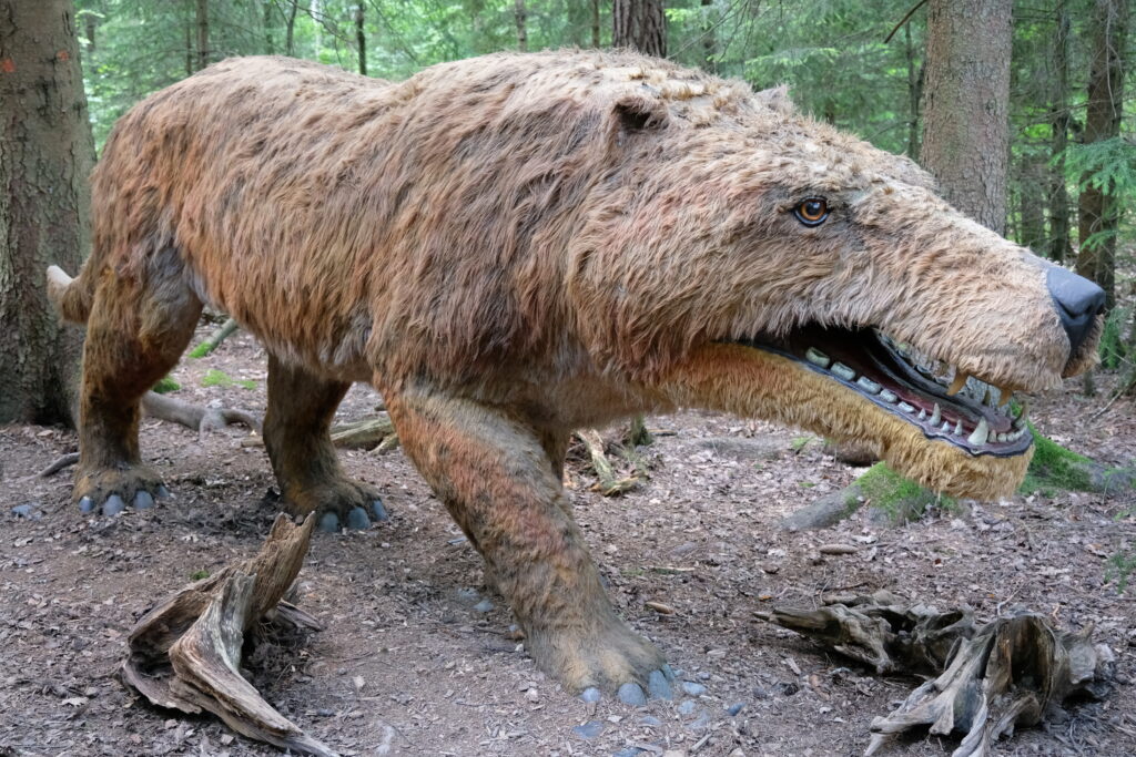 Life-sized model of an Andrewsarchus, a prehistoric mammal, stands in a dense forest. Its fur is shaggy, body muscular, with large, sharp teeth.