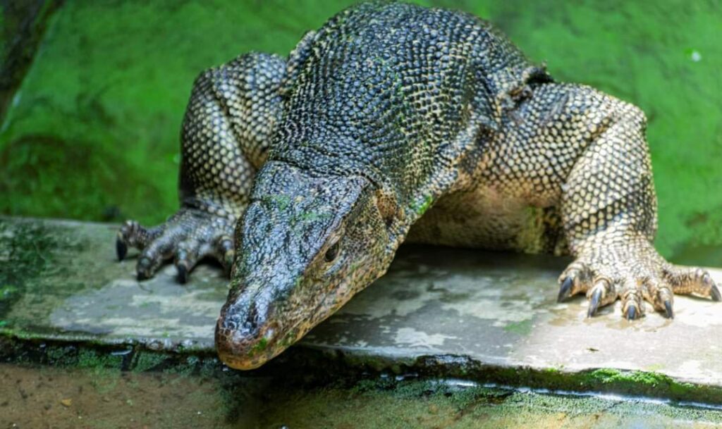 A large lizard with rough, textured skin and prominent claws rests on a stone surface. Its body is against a vibrant green background.