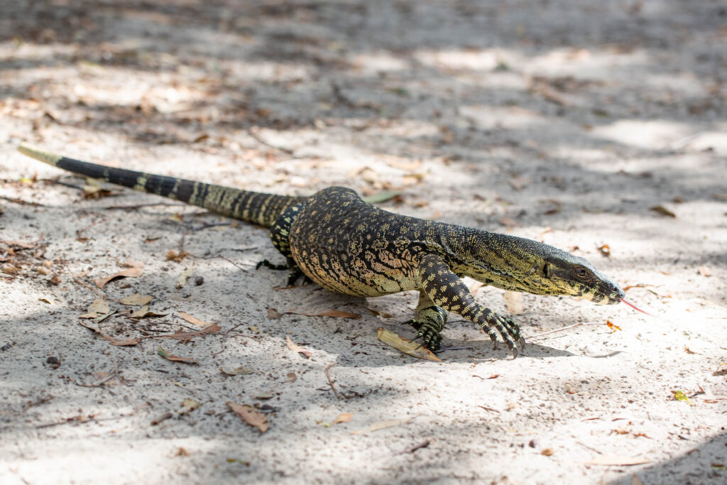 Close-up of a monitor lizard with its forked tongue extended. The lizard's scaly skin is patterned with black and yellow. It stands against a blurred green grass background.