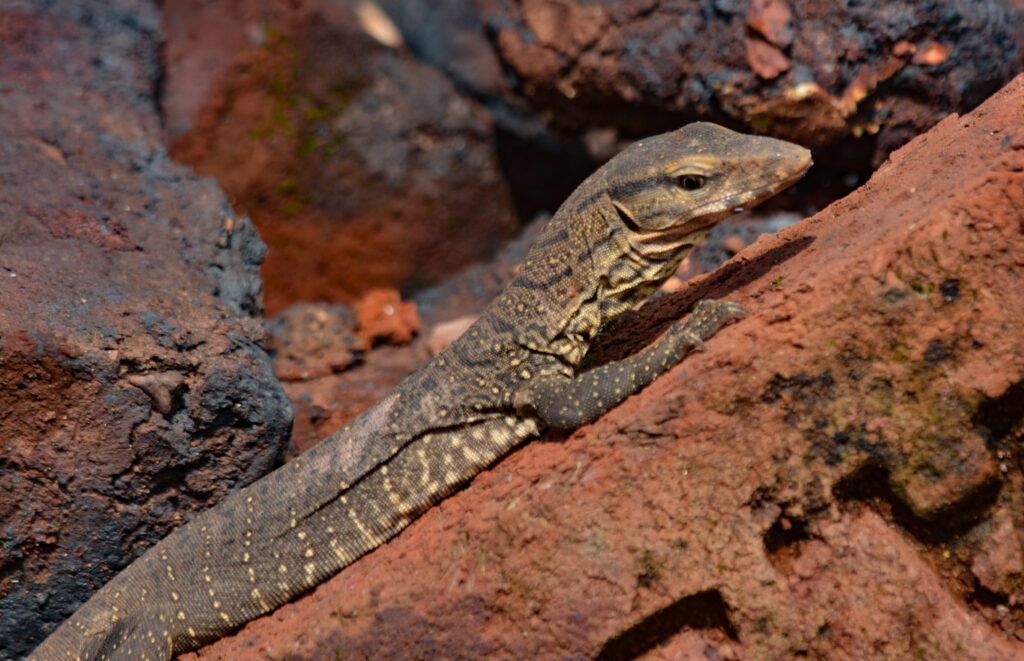 A lizard with speckled skin crawls over reddish-brown, textured rocks in a natural setting, conveying a sense of calm and adaptation to its environment.