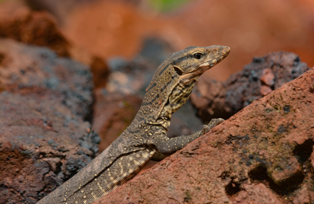 A brown monitor lizard climbs over reddish rocks, its body speckled with light spots. The scene conveys a sense of curiosity and exploration.