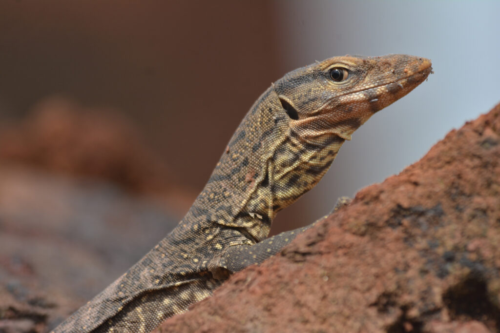 Close-up of a lizard perched on reddish-brown rocks. The lizard’s textured skin is patterned in shades of brown and beige, with an alert gaze.