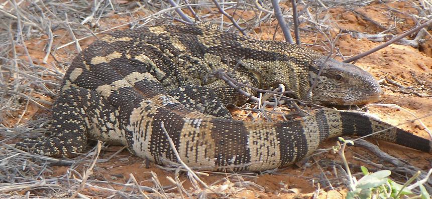 Large lizard with textured, patterned scales lies on dry, red earth among sparse twigs. Its toned colors blend with the arid landscape.