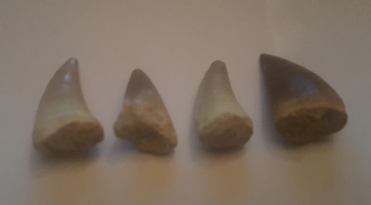 Mosasaur teeth from Morocco