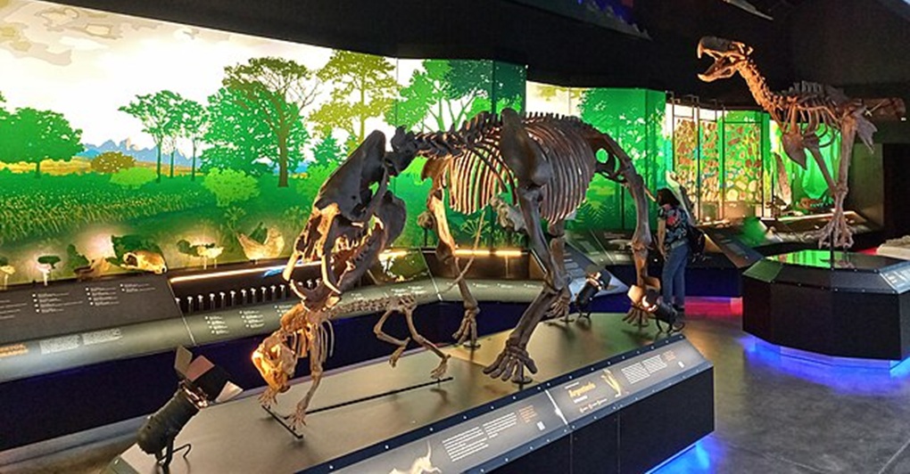 Museo Paleontológico Egidio Feruglio