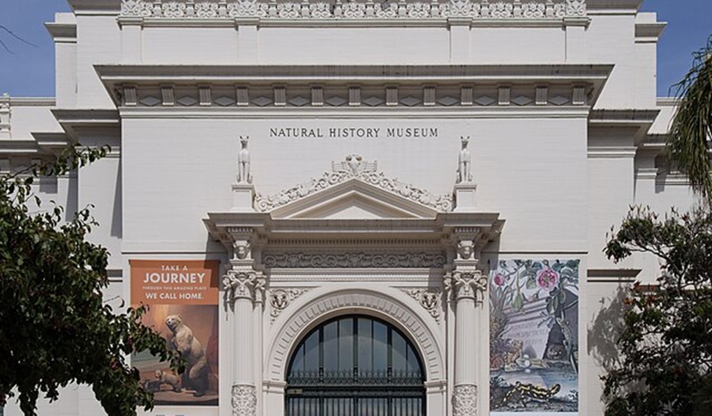 The American Museum of Natural History