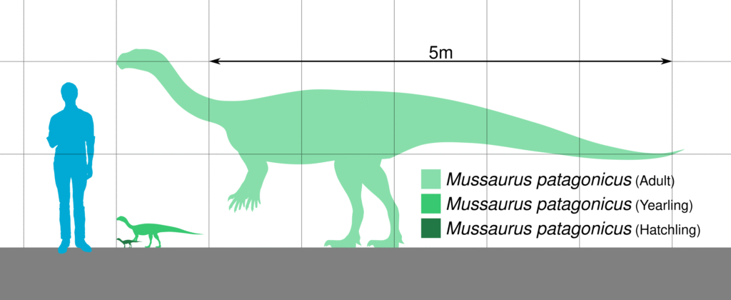 Silhouette comparison of Mussaurus patagonicus and a human. Adult dinosaur is 5m long, with smaller yearling and hatchling beside. Labels included.
