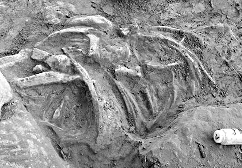 Ribs from a daspletosaur starting to be prepped in the field in Alberta