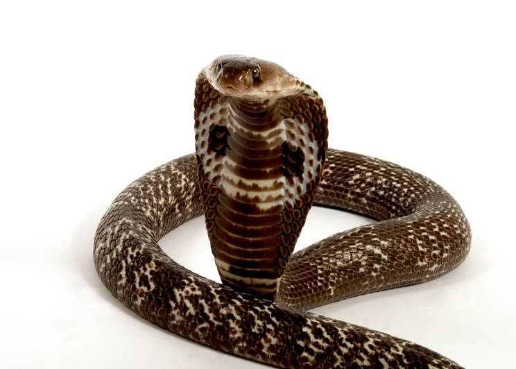 A coiled cobra with a raised hood, displaying its intricate scale pattern, is set against a white background, conveying a sense of alertness.