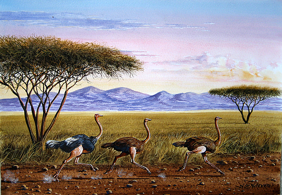Ndeveni - The Ostrich Run at Maasai Mara Game Park