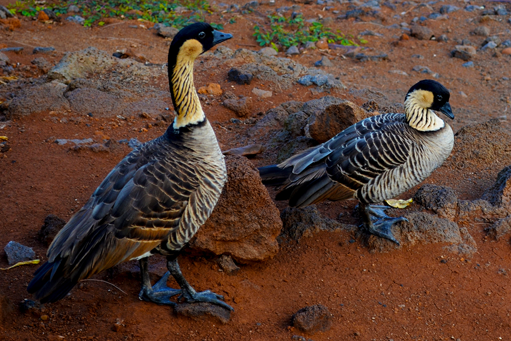 Nēnē, Branta sandvicensis, an endangered endemic bird in Hawai`i