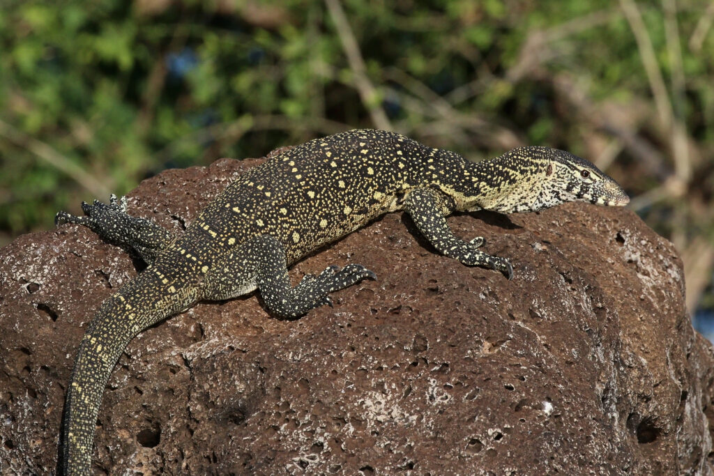 A monitor lizard with a black and yellow speckled pattern lies on a large brown rock. The background is a blur of green foliage, suggesting a natural habitat.