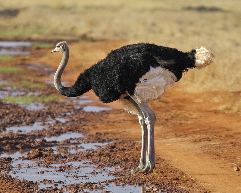North African Ostrich - Masai Ostrich