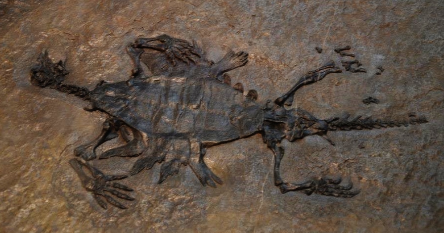 Fossil of Odontochelys, an extinct reptile- Picture at Bejing Museum of Natural History