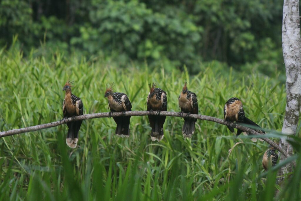 Six hoatzin birds with spiky crests perched on a branch in lush green vegetation. The scene conveys a serene, natural setting.