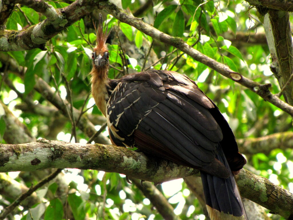 A hoatzin bird perches on a tree branch in a dense, green forest. Its brown plumage and spiky crest stand out against the leafy background.