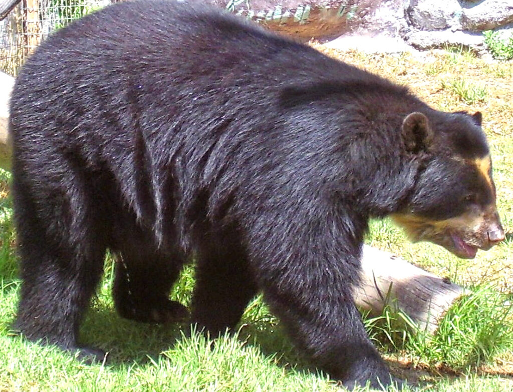 A spectacled bear with thick black fur and distinctive light markings around its eyes walks on grass in a sunlit area, exuding a calm and natural presence.