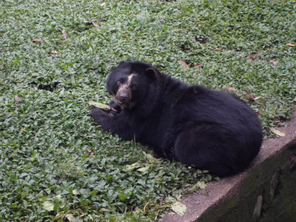 A spectacled bear lies on lush green grass next to a stone path, looking towards the camera. The scene feels calm and natural.