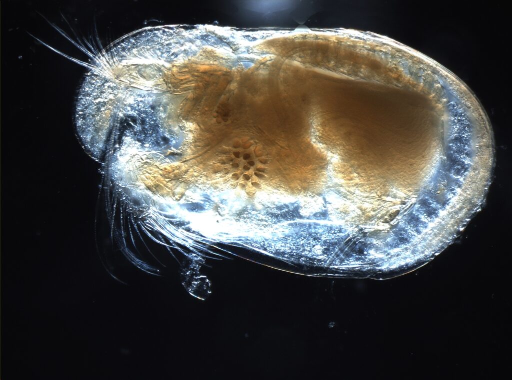 Close-up of a translucent crustacean under a microscope. It has a shiny, oval shape with intricate internal structures, set against a dark background.